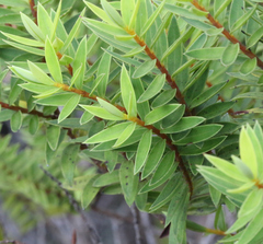 Veronica diosmifolia