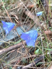 Campanula