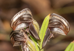 Pterostylis sanguinea
