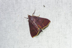 Hypsopygia pelasgalis