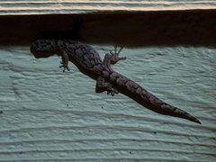 Christinus marmoratus