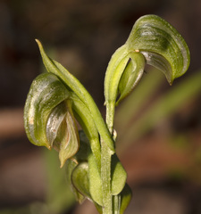 Pterostylis sanguinea