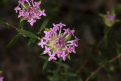 Pimelea rosea