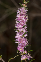 Hypocalymma robustum