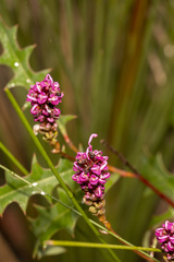 Grevillea quercifolia