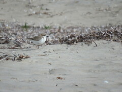 Charadrius ruficapillus