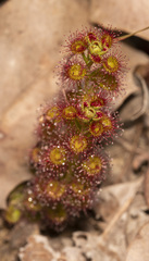 Drosera stolonifera