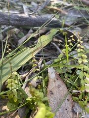 Lindsaea linearis