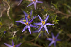 Calectasia narragara
