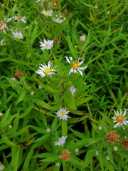Aster