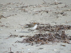 Charadrius ruficapillus