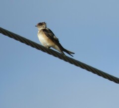 Petrochelidon nigricans