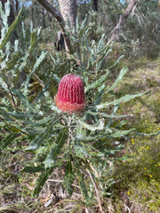 Banksia menziesii