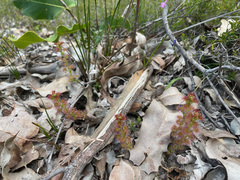 Drosera stolonifera