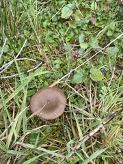 Entoloma sericeum