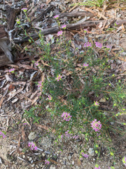 Pimelea rosea