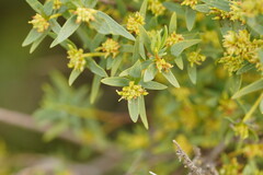 Pimelea microcephala