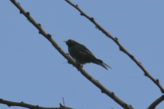 Nectarinia kilimensis