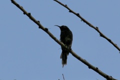 Nectarinia kilimensis