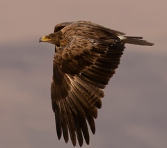 Aquila nipalensis