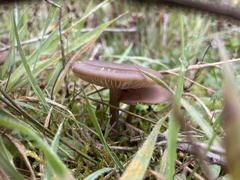 Entoloma sericeum