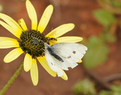 Pieris rapae rapae