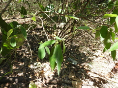 Ficus erecta beecheyana