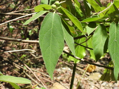 Ficus erecta beecheyana