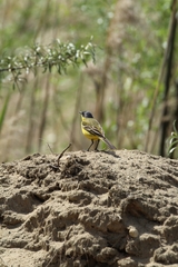 Motacilla flava feldegg