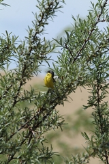 Motacilla flava feldegg