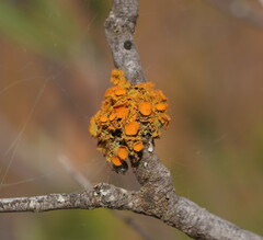 Teloschistes chrysophthalmus