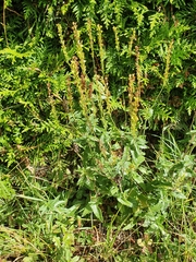 Veronica teucrium