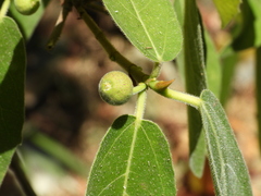 Ficus erecta beecheyana
