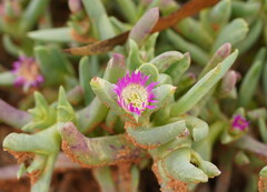 Carpobrotus modestus