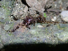 Carebara