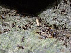 Carebara