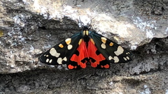 Callimorpha dominula