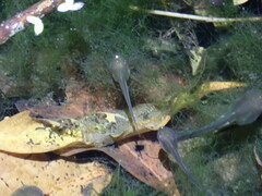 Polypedates megacephalus