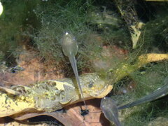 Polypedates megacephalus