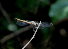 Lathrecista asiatica