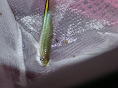 Xiphophorus hellerii