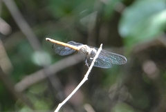 Lathrecista asiatica