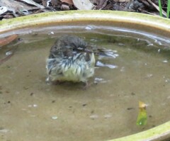 Sericornis maculatus