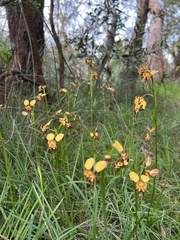 Diuris orientis