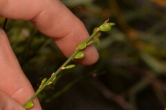 Comesperma scoparium