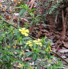 Hibbertia cuneiformis