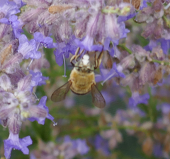 Amegilla garrula