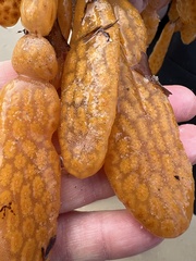 Botrylloides perspicuus