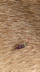 Pantilius tunicatus