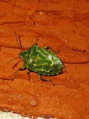 Banasa euchlora